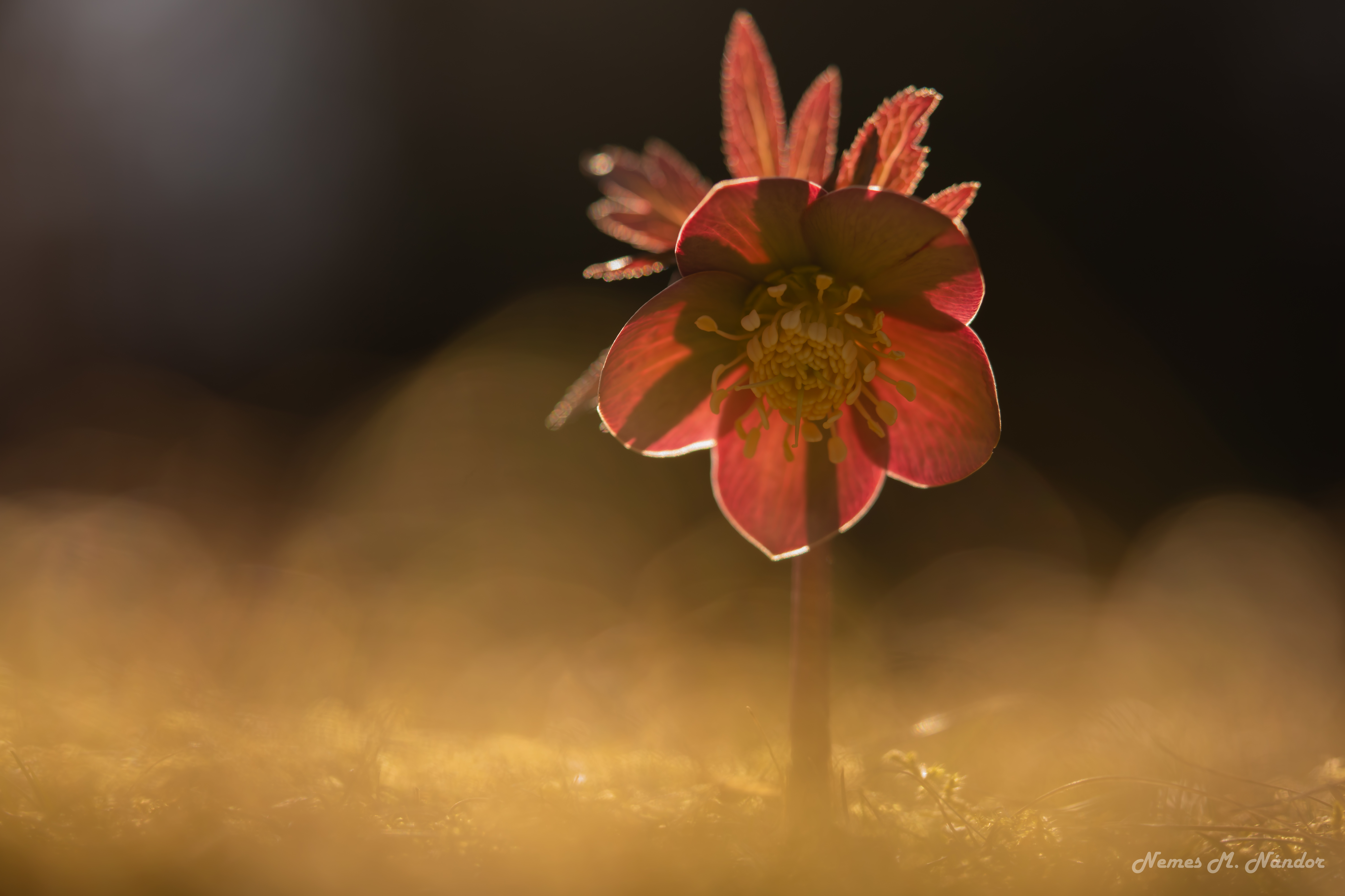 Spânz roșu - Helleborus purpurascens